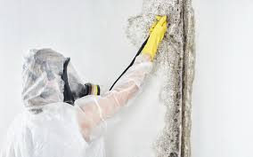 Professional Mold Prevention & Removal  in Nissequogue, NY